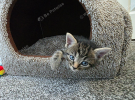 Beautiful kittens ready for their new homes