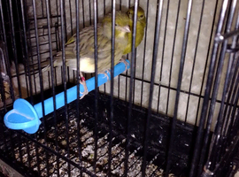 beautiful pair of canaries