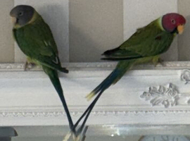 Male and female plum heads parakeets