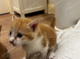 4 kittens