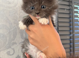 Maine coon x ragdoll kittens