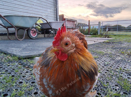 Trio of Bantams