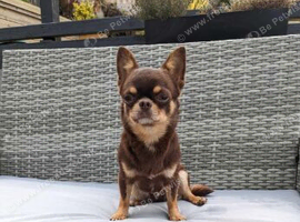 Stunning kc chocolate stud dog
