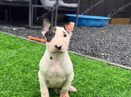 Stunning English bull terrier puppies for sale