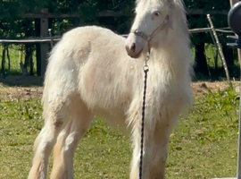 7mth Blagdon to make 14-14.1