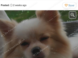 One year old Pom