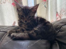 3 kittens for sale 2 boys 1 girl