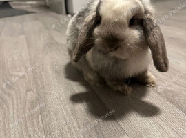 Mini lop rabbits for sale
