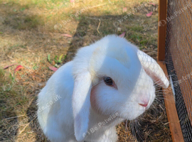 White mini lop rabbit