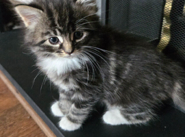Long haired kittens