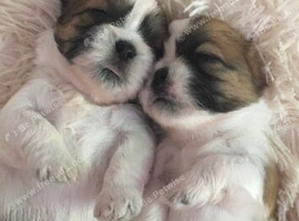 Beautiful litter of Shih Tzu puppies