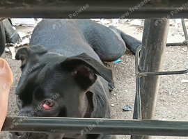Frenchie cross labrador