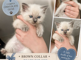 Ragdoll kittens *1 girl left*