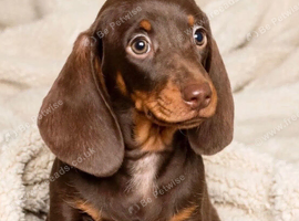 Gorgeous miniature dachshund puppy