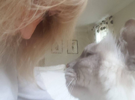 Reliable and trustworthy cat sitter (drop in service)