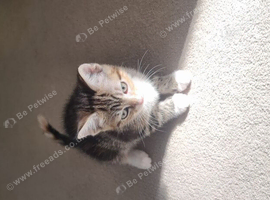 Lovely  girl kitten