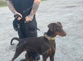 Beautiful family dobermanns *2 boys pups ready to go*