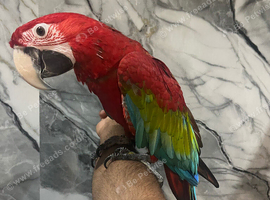 Baby Friendly Super Tame Cuddly HandReared Greenwing Macaw Parrot,4