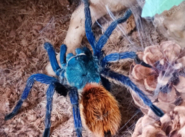 Female GBB and full set up
