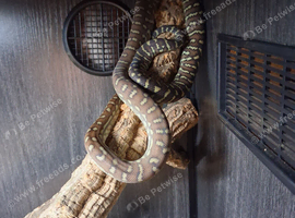 Centralian python Bredls python