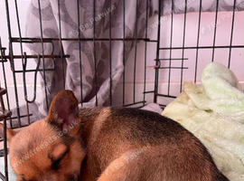Girl left Jack Russell cross Pomeranian