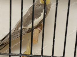 2023 grey cock for sale