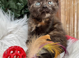 FLUFFY TORTIE FEMALE KITTENS 2 LEFT