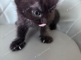Brown kittens for sale
