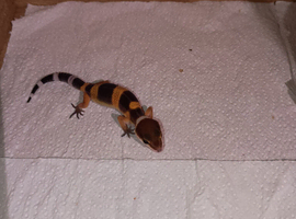 Leopard gecko