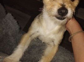 Jack Russel cross &pound;400 girl, 1 year old