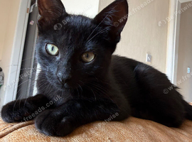Very affectionate Black Kitten