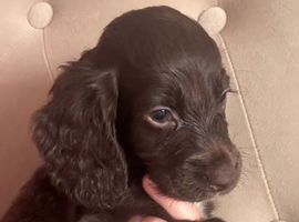 READY NOW 2 BOY COCKER SPANIEL&rsquo;S