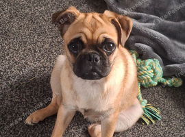 Gorgeous pug x shih tzu female