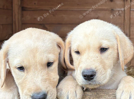 Pure yellow and black Labradors ready now.