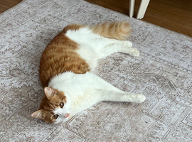 cat needs home urgently