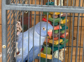 Blue ring neck