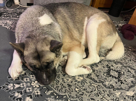 Female Akita