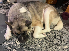 Akita