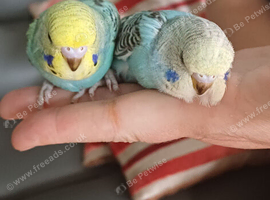 Two baby hens