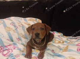 Rare Chinese Red Dog Cross Puppies - Both Parents Seen