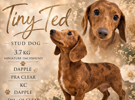 Stud Miniature dachshund Tiny Ted dapple carrying long