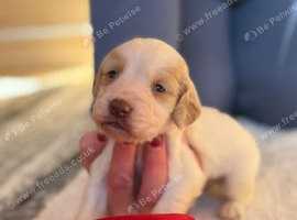 3 week Old Sprocker Spaniel Pups