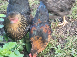 Bantam chicks and mother hen