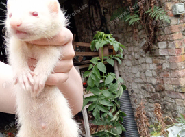Albino hobs for sale