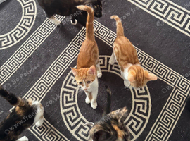 Kittens ready to leave