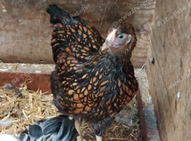 Gold laced wyandotte Trio