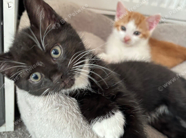 Kittens 8 weeks old