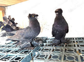 Double crested trumpeters Pairs for sale