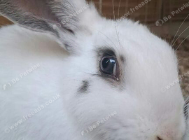 White and gray eared giant mix