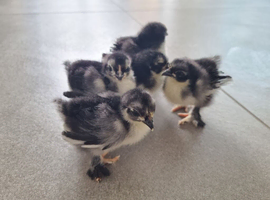 Pekin Chicks x5